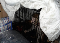 Дагестанца с яванской макакой задержали в автобусе под Волгоградом