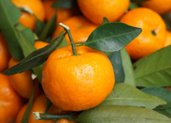 Как выбрать в Волгограде мандарины на праздничный стол, рассказал Роспотребнадзор 