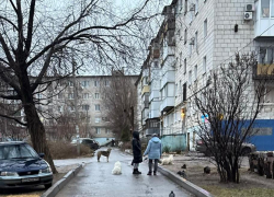 «Привезли еще одну размером с пони, чуть не разорвали ребенка»: собаки терроризируют поселок в Волгограде