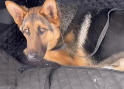 Приговоренный заводчиком к усыплению щенок-инвалид Барт вернулся из московской клиники