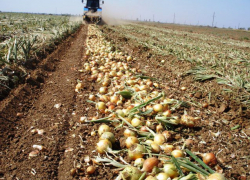 Раздавивший насмерть рабочего на сборе лука под Волгоградом тракторист получил условный срок
