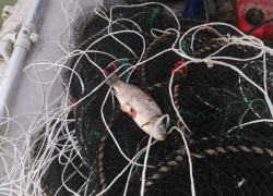 На озере в Волгоградской области поймали браконьера с 72-метровой рыболовной сетью 