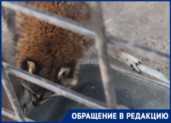 «Грустные глаза беспалого енота»: посетители кафе «Дворик» рассказали о бездействии владельцев и служб