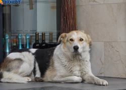Депутаты не нашли проблем с бездомными собаками в Волгограде