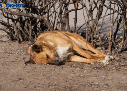 «Упала на землю и начала визжать»: в Волгоградской области пройдет суд над застрелившим собаку 