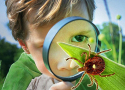 Двое волгоградцев заболели иксодовым клещевым боррелиозом и крымской лихорадкой