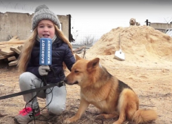 Под Волгоградом 100 собак в приюте «Дино» могут умереть от холода и голода 