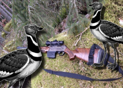 В Волгоградской области отстреливают особо ценный вид птиц  