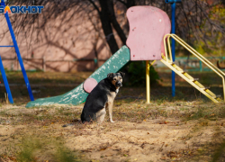 Уличный пес изгрыз лицо 3-летнему мальчику в Волгограде