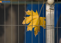 Заморозки до -3 надвигаются на Волгоградскую область 