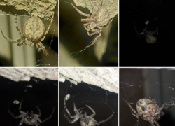 Редкого паука обнаружил волгоградец: появляется только ночью 