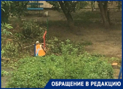 Уничтожение деревьев близ ЦПКиО в Волгограде попало на видео