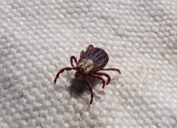 Уже шесть волгоградцев заболели крымской лихорадкой и иксодовым клещевым боррелиозом