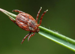 На прошлой неделе клещи покусали 13 жителей Волгоградской области