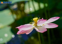 Волгоградский депутат запустила флешмоб с лотосами ради благодарственных писем