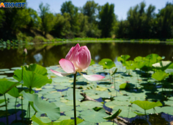 Погода в Волгограде на 5 августа: гроза, дождь и жара до +34 градусов