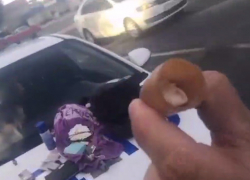 "Здесь палец со свертком": странный тайник с наркотиками нашли в Волгограде — видео  