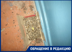 На полу сотни трупов: тараканье нашествие попало на видео в Волгоград