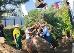 Тысячу цветов и деревьев подвинут в центре Волгограда ради нового колеса обозрения