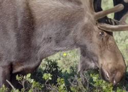 В Волгоградской области ищут насмерть сбившего лося водителя и укравшего тушу
