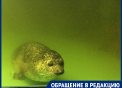 Волгоградку ужаснула вонь и плавающие в фекалиях питомцы океанариума