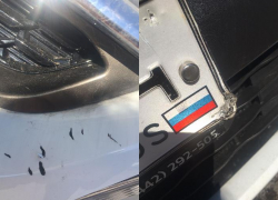 Бродячие собаки ночью погрызли автомобиль волжанки