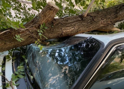 В Волгограде рухнувшее дерево смяло машину вместе с водителем