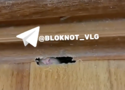 Крыса прогрызла вход в квартиру волгоградцев и попала на видео 