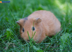 Погода на 24 сентября в Волгограде: летняя жара и без осадков 