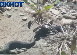 Эпичная битва змеи с рыбой под Волгоградом попала на видео
