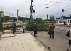 Сильный ветер повалил дерево на пешеходный тротуар в Волгограде 