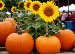«Паленые» семена  кабачка, подсолнечника и тыквы нашли в Волгоградской области