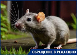 На нашествие упитанных крыс пожаловались жители Волгограда