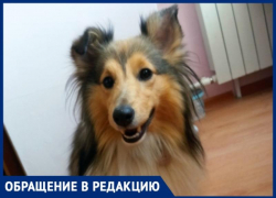 Кондуктор автобуса №88Э в Волгограде разбила телефон подростку из-за собаки: конфликт сняли на видео