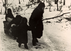 Ели лошадиные копыта и умирали под пулями по дороге за водой: воспоминания горожанки о Сталинградской битве 