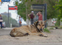 Тридцать тысяч стрясли с мэрии Волгограда за укус бездомной собаки