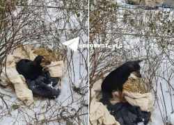 Ждет умершего хозяина: Хатико из Волгограда замерзает на улице