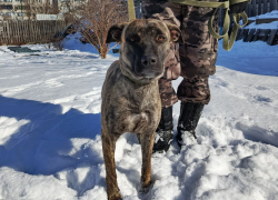 Питбуля Риту в мороз вышвырнули на улицу в Волгограде