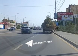 В Волгограде снова выкорчевали многострадальные сосны на улице Рокоссовского — видео 