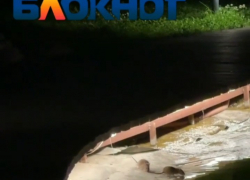 Крысиную вечернюю вылазку сняли на видео в ЦПКиО