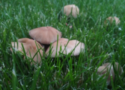 В Волгоградской области 19 человек отравились грибами