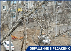 Волгоградские мамочки с колясками бьют тревогу: свисающая над дорогой ветка может рухнуть на головы в любой момент