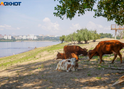 Мост на крупнейший речной остров Европы начали проектировать в России 