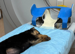 Судьбу принесенного под усыпление щенка из Волгограда будут решать в Петербурге