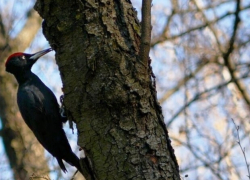 Редкого черного дятла нашли в Волгоградской области 