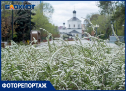 Волгоград цветет, несмотря на коронавирус: 23 апреля в объективе фотографа