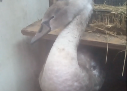 Лебедя из Урюпинска привезли на лечение в Волгоград: видео
