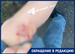 К мэрии и прокуратуре воззвали напуганные бродячими собаками и бомжами волгоградцы 