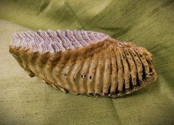 Кости мамонта нашел волгоградский рыбак