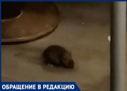 В Волгограде мыши распугали посетителей "Макдональдса": видео